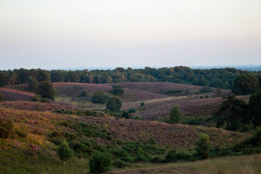 Yoga op de Veluwe