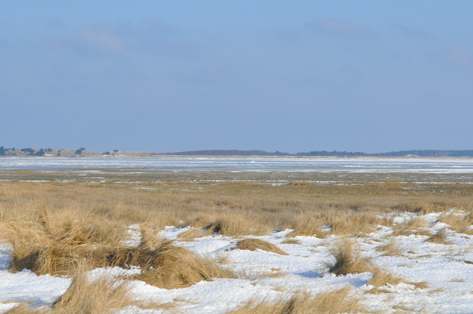 brown grass on white sand under blue sky during daytime