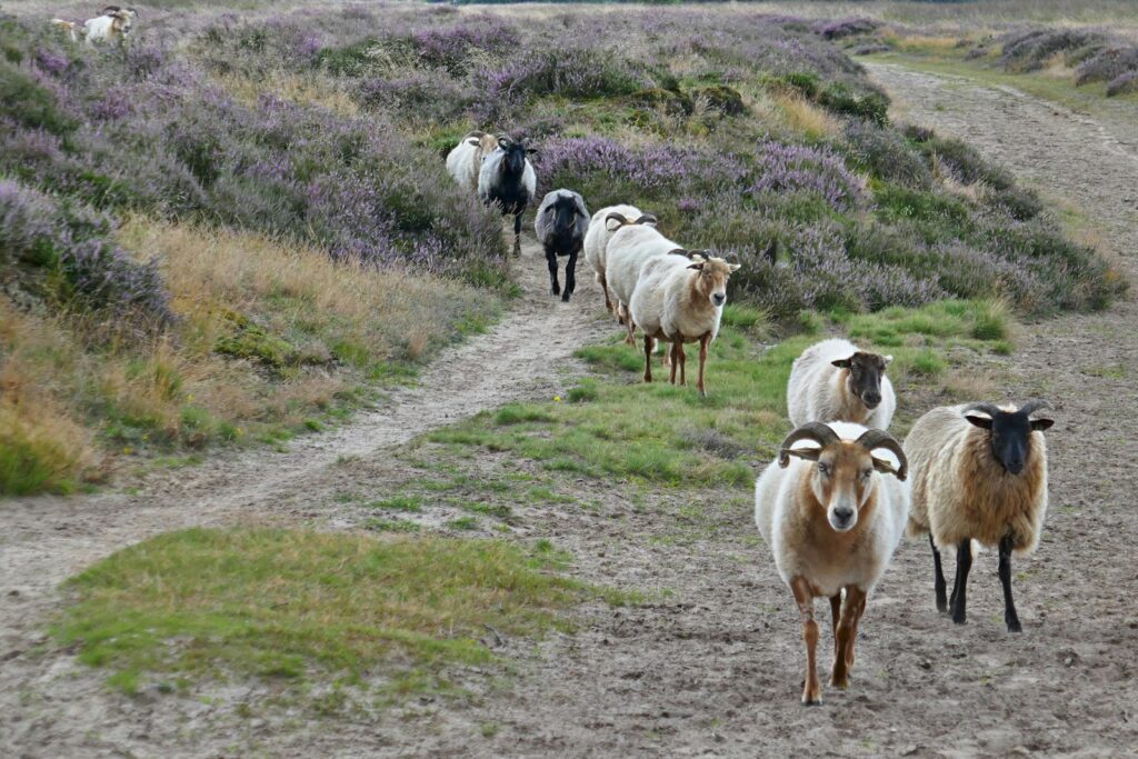 Yoga in Drenthe: Ontspannen in de Natuurrijke Oase van Nederland